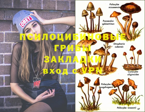 гашик Аркадак